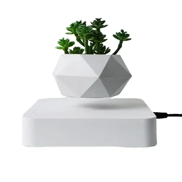 Evergreen Desk Plant Decor