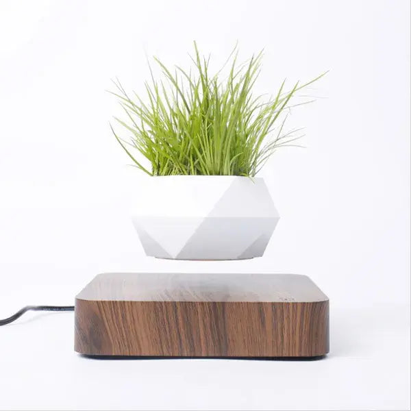 Evergreen Desk Plant Decor