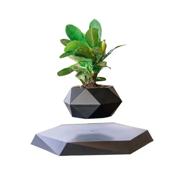 Evergreen Desk Plant Decor