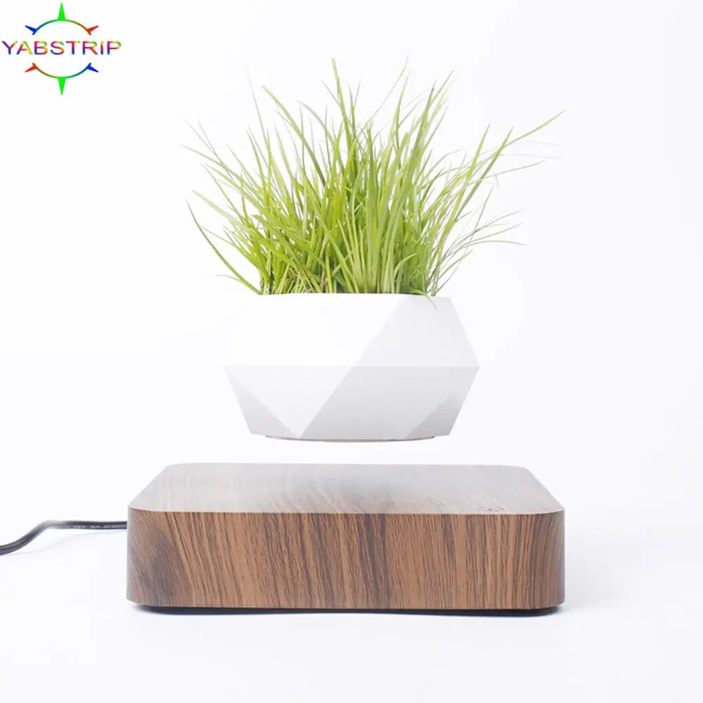 Evergreen Desk Plant Decor