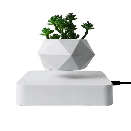 Evergreen Desk Plant Decor