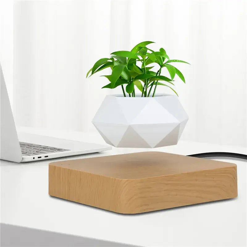 Evergreen Desk Plant Decor