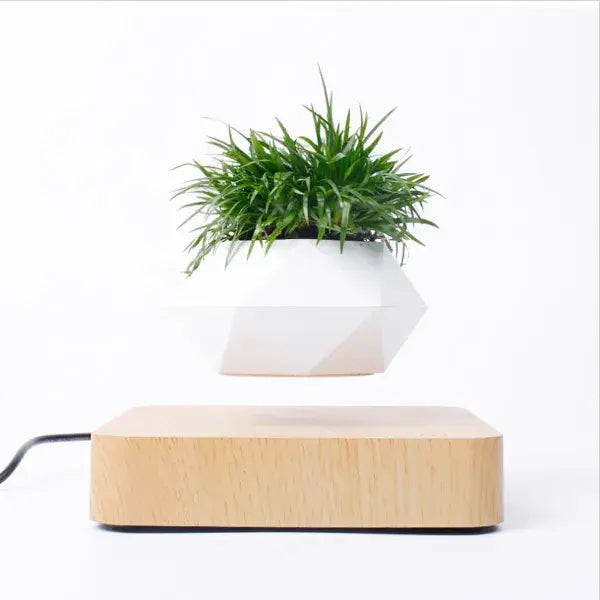 Evergreen Desk Plant Decor